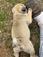 Peppercorn, a male Pug for sale in Amherst, VA – 8 of 10
