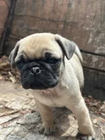 Peppercorn, a male Pug for sale in Amherst, VA – 1 of 10