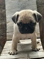 Peppercorn, a male Pug for sale in Amherst, VA – 5 of 10