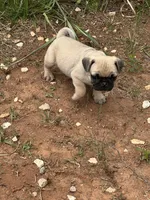 Peppercorn, a male Pug for sale in Amherst, VA – 10 of 10