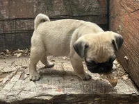 Peppercorn, a male Pug for sale in Amherst, VA – 6 of 10