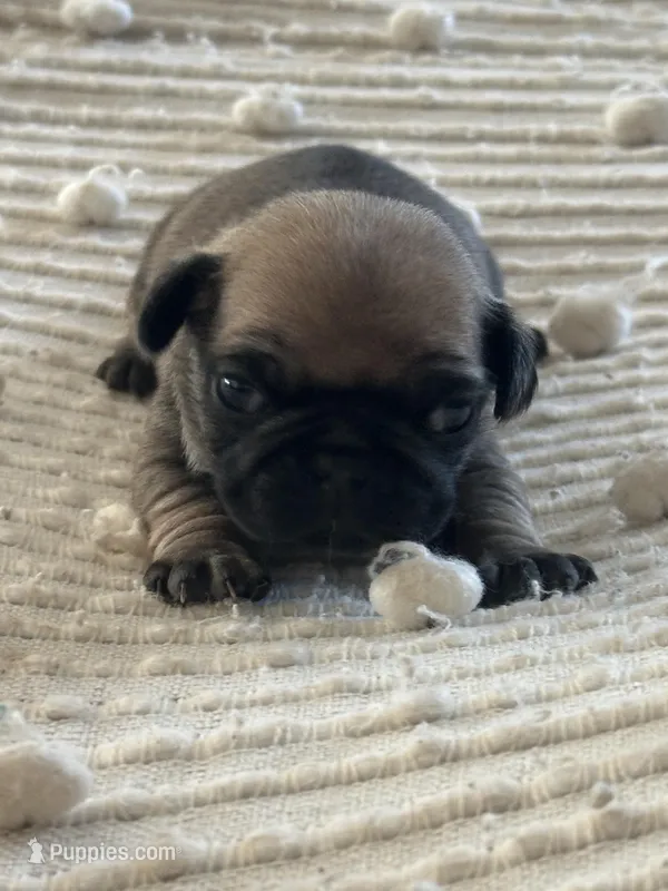 Peppercorn – Pug puppy for sale in Amherst, VA