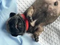 Peppercorn, a male Pug for sale in Amherst, VA – Photo 3 of 5