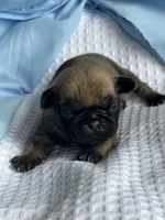 Peppercorn, a male Pug for sale in Amherst, VA – Photo 2 of 5