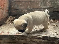 Peppercorn, a male Pug for sale in Amherst, VA – 7 of 10