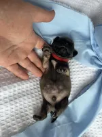 Peppercorn, a male Pug for sale in Amherst, VA – Photo 5 of 5