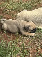 Peppercorn, a male Pug for sale in Amherst, VA – 9 of 10