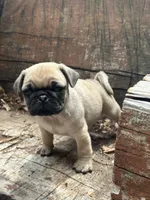 Peppercorn, a male Pug for sale in Amherst, VA – 4 of 10
