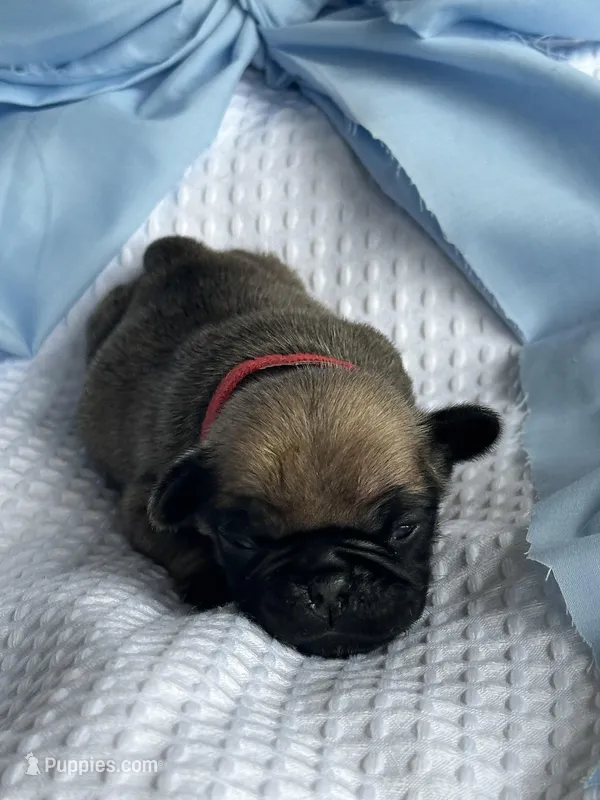 Peppercorn – Pug puppy for sale in Amherst, VA