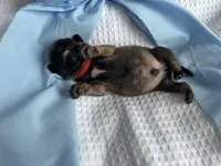 Peppercorn, a male Pug for sale in Amherst, VA – Photo 4 of 5