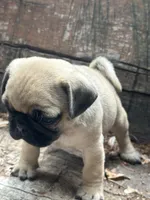 Peppercorn, a male Pug for sale in Amherst, VA – 2 of 10