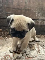 Peppercorn, a male Pug for sale in Amherst, VA – 3 of 10