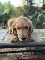 Lilly , a female Goldendoodle and Golden Retriever for sale in Amherst, VA – 3 of 4