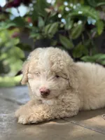 Will, a male Miniature Golden Retriever for sale in Amherst, VA – 2 of 7
