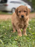 Boyd , a male Goldendoodle for sale in Amherst, VA – 5 of 6