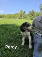 Percy , a male Collie and Cocker Spaniel for sale in Amherst, VA – 3 of 5