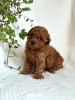 Jasper , a male Miniature Goldendoodle for sale in Amherst, VA – 4 of 9