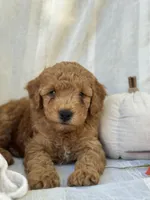 Ridge , a male Miniature Goldendoodle for sale in Amherst, VA – 10 of 10