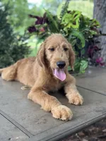 Dexter , a male Goldendoodle and Golden Retriever for sale in Amherst, VA – 2 of 7