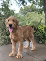 Buster , a male Goldendoodle and Golden Retriever for sale in Amherst, VA – 5 of 8