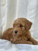 Buster , a male Miniature Goldendoodle for sale in Amherst, VA – 8 of 10