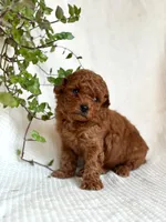 Jasper , a male Miniature Goldendoodle for sale in Amherst, VA – 6 of 9