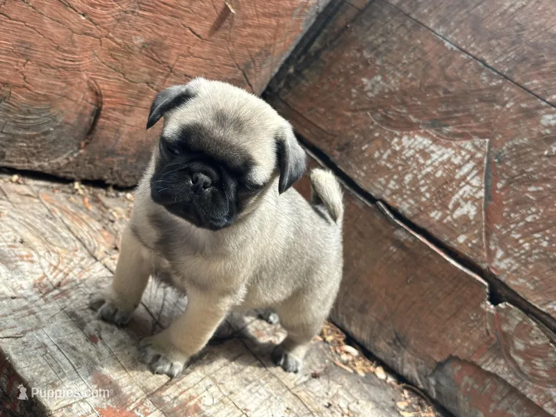 Butterfly  – Pug puppy for sale in Amherst, VA
