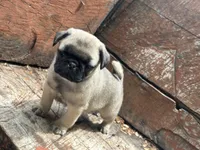 Butterfly , a female Pug for sale in Amherst, VA – 1 of 10