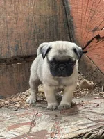 Butterfly , a female Pug for sale in Amherst, VA – 9 of 10