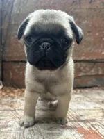 Butterfly , a female Pug for sale in Amherst, VA – 3 of 10