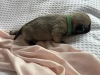 Butterfly , a female Pug for sale in Amherst, VA – Photo 2 of 3