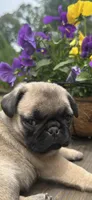 Butterfly , a female Pug for sale in Amherst, VA – 2 of 10