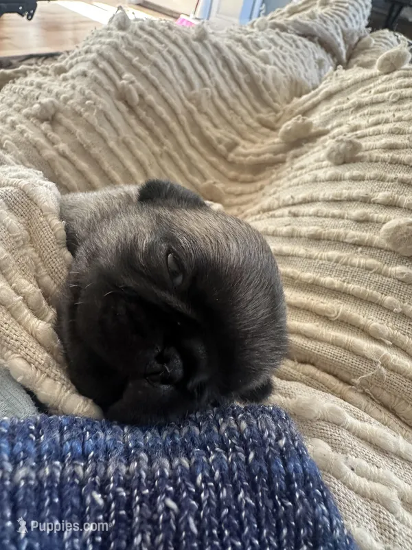Butterfly  – Pug puppy for sale in Amherst, VA
