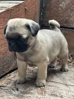 Butterfly , a female Pug for sale in Amherst, VA – 4 of 10