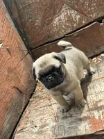 Butterfly , a female Pug for sale in Amherst, VA – 5 of 10