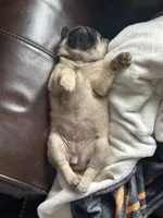 Butterfly , a female Pug for sale in Amherst, VA – 6 of 10