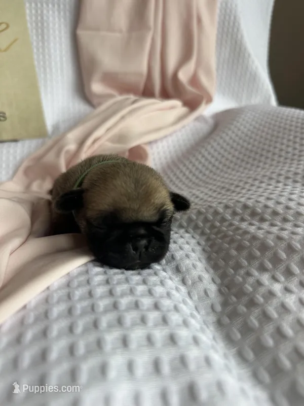 Butterfly  – Pug puppy for sale in Amherst, VA