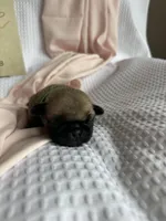 Butterfly , a female Pug for sale in Amherst, VA – Photo 1 of 3