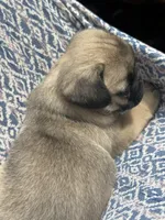 Butterfly , a female Pug for sale in Amherst, VA – 8 of 10