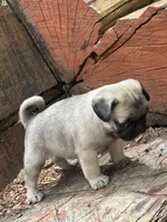 Butterfly , a female Pug for sale in Amherst, VA – 7 of 10