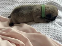 Butterfly , a female Pug for sale in Amherst, VA – Photo 3 of 3