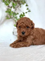Jasper , a male Miniature Goldendoodle for sale in Amherst, VA – 1 of 9
