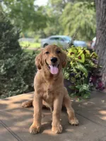 Ace , a male Golden Retriever and English Goldendoodle for sale in Amherst, VA – 2 of 5