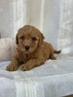 Chester , a male Miniature Goldendoodle for sale in Amherst, VA – 5 of 10