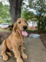 Dexter , a male Goldendoodle and Golden Retriever for sale in Amherst, VA – 6 of 7