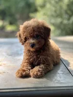 Espresso , a female Miniature Goldendoodle for sale in Amherst, VA – 6 of 6