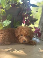 Espresso , a female Miniature Goldendoodle for sale in Amherst, VA – 4 of 6