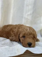 Buster , a male Miniature Goldendoodle for sale in Amherst, VA – 4 of 10
