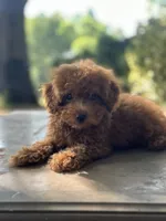 Espresso , a female Miniature Goldendoodle for sale in Amherst, VA – 2 of 6
