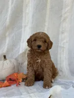 Buster , a male Miniature Goldendoodle for sale in Amherst, VA – 5 of 10